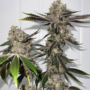Sour OG Regular Cannabis Seeds by Fidel’s Seed Co